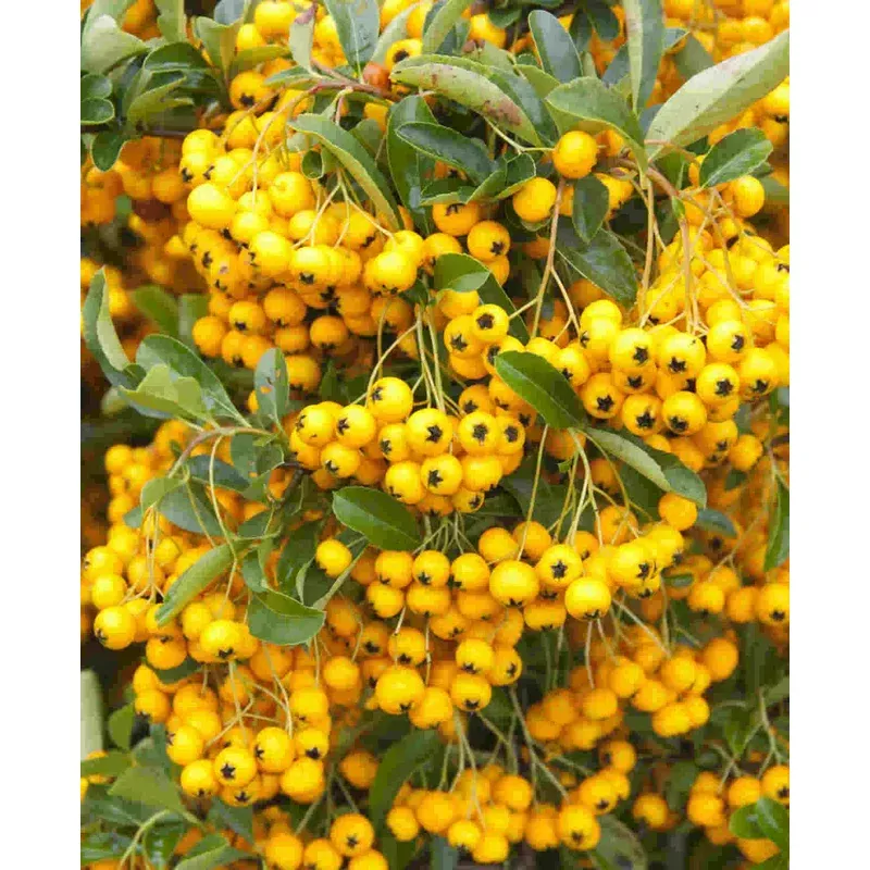 Hayloft Pyracantha Sunny Star – 9cm Pot