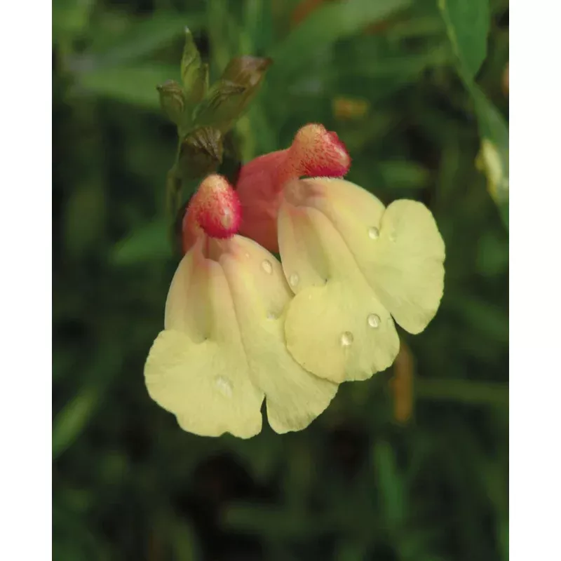 Hayloft Salvia ‘La Mancha’ – 9cm Pot