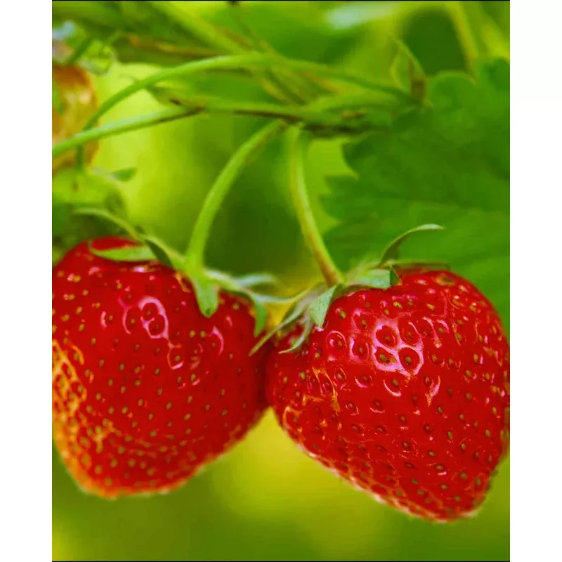 Hayloft Strawberry Plants – 5 X 9cm Pots Elsanta