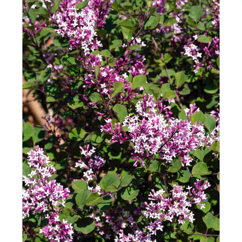 Hayloft Syringa Meyeri Flowerfesta Pink – Dwarf Lilac – 9cm Pot