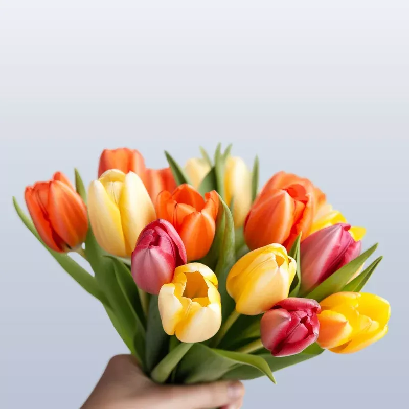 Hayloft Tulip Tropical Sunset Mix – 30 Bulbs