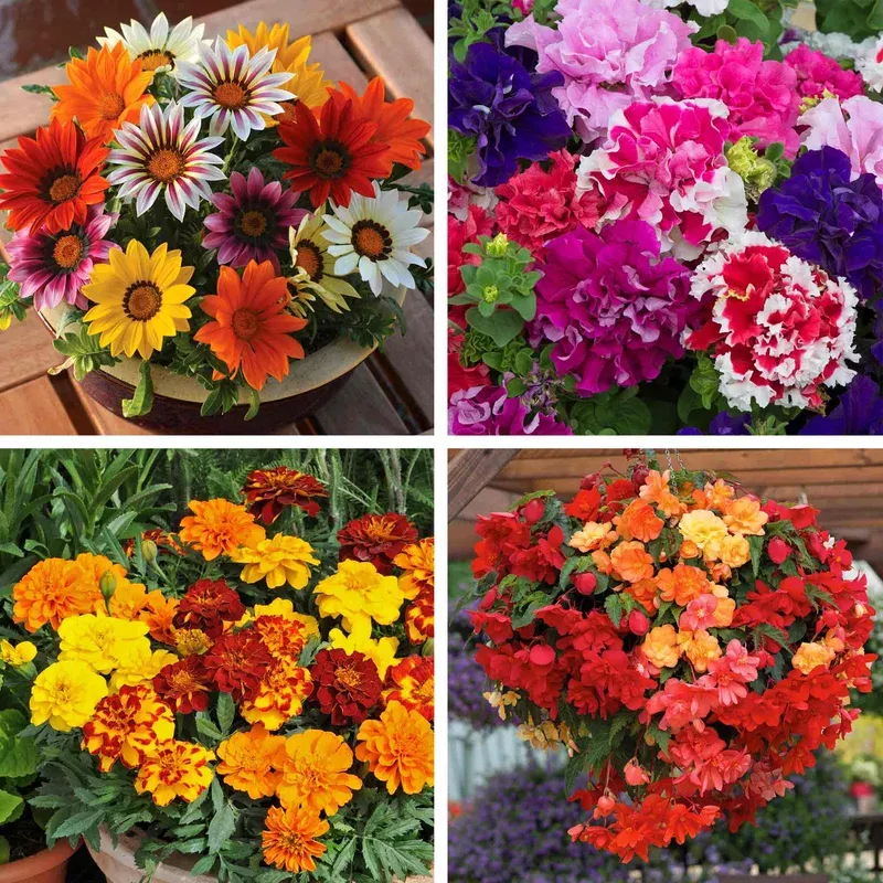 Marshalls Garden 20-pack Mixed Bedding Seedlings