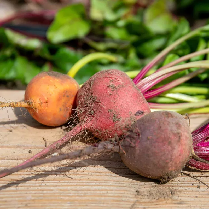 Marshalls Garden Beetroot Mix