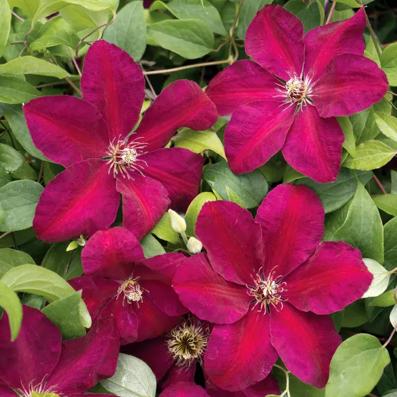 Marshalls Garden Clematis ‘westerplatte’ Maroon-red Climber
