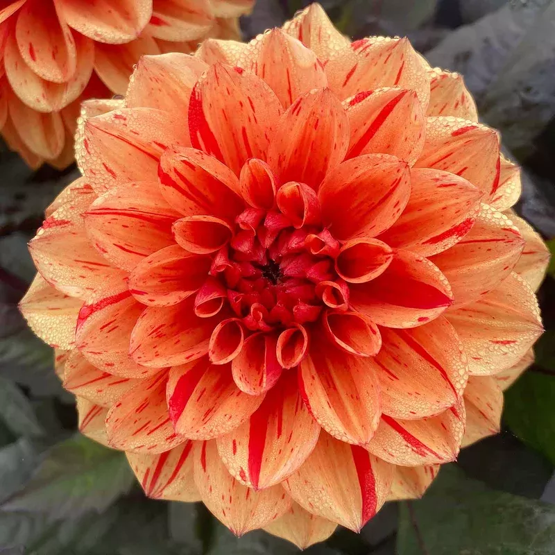 Marshalls Garden Dahlia ‘ellen Huston’