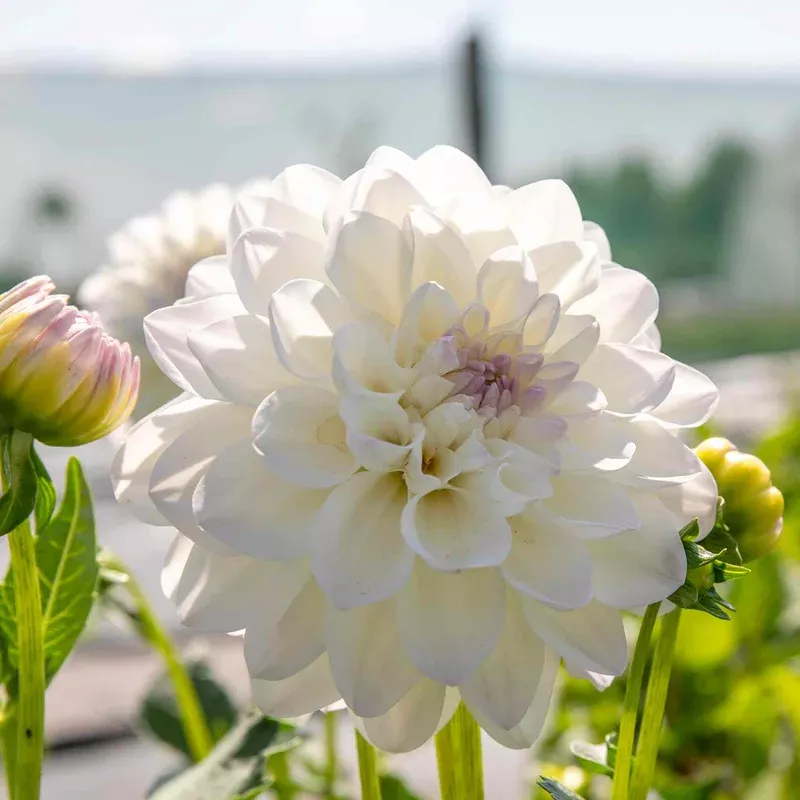 Marshalls Garden Dahlia Eveline Creamy White With Pink Tips