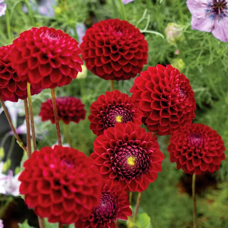 Marshalls Garden Dahlia Tuber ‘natal’