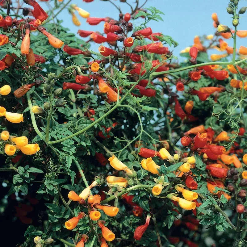 Marshalls Garden Eccremocarpus ‘fireworks’ Seeds Chilean Glory Vine