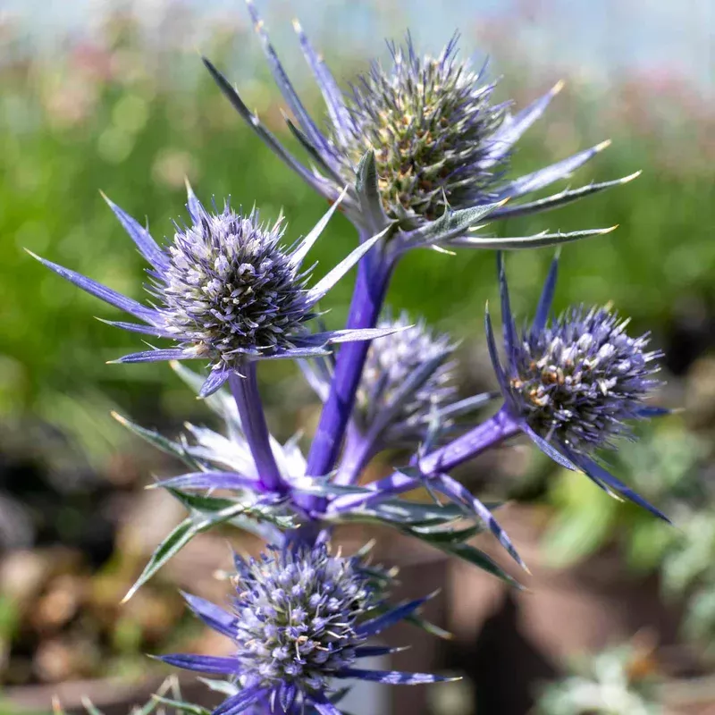 Marshalls Garden Eryngium ‘picos Amethyst’ Plants