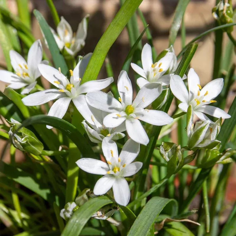 Marshalls Garden Garlic Chives (allium Tuberosum) – Plug Plants