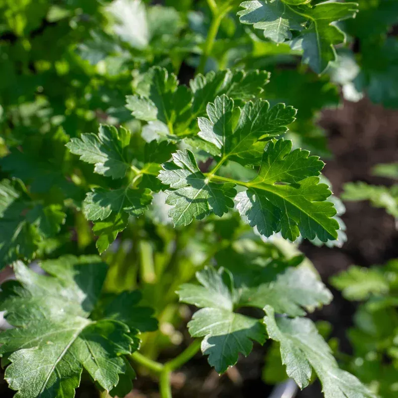Marshalls Garden Italian Flat-leaf Parsley