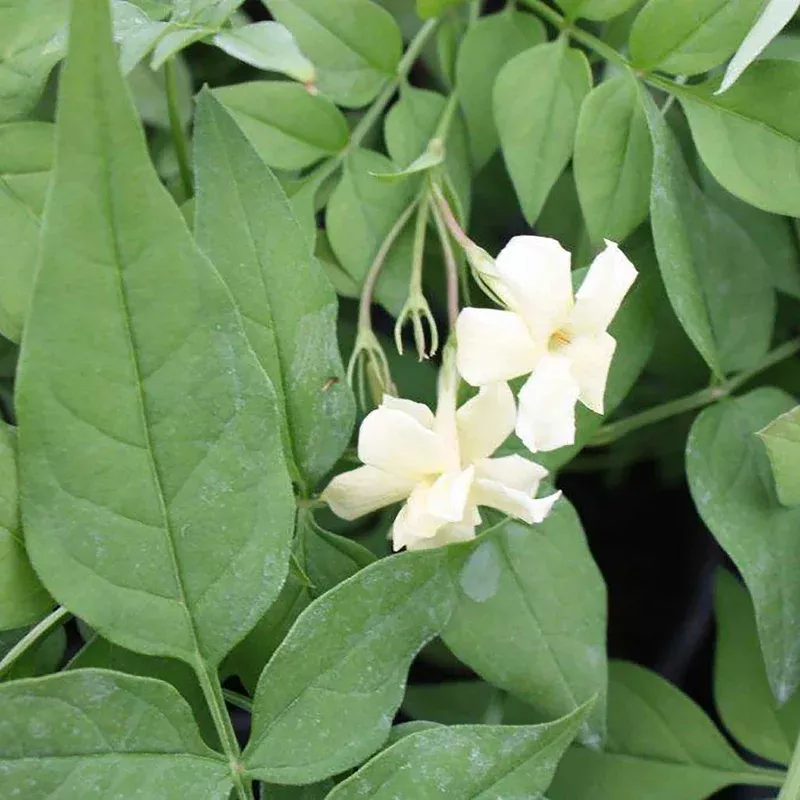 Marshalls Garden Jasmine ‘clotted Cream’ Vigorous Fragrant Climber