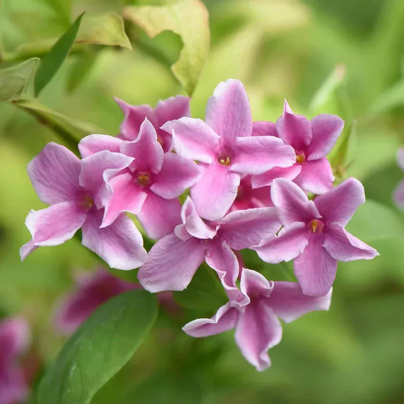 Marshalls Garden Jasminum ‘starry Starry Summer Scent’ Climbing Jasmine