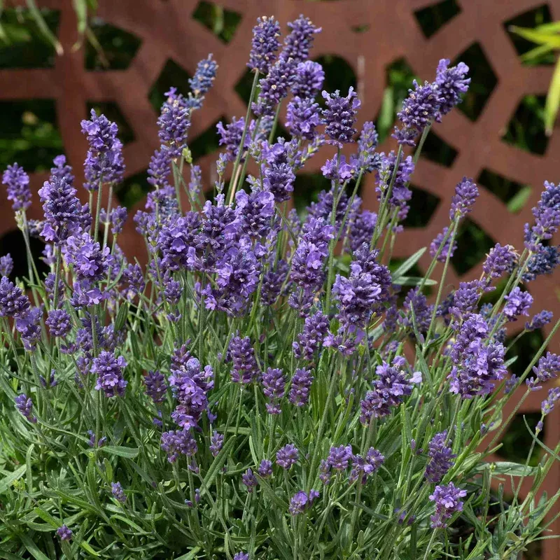 Marshalls Garden Lavender ‘munstead Strain’ Compact Fragrant Hardy