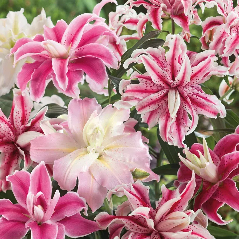 Marshalls Garden Oriental Double Lily Bulbs – 3 Bulb Pack