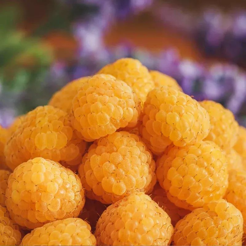 Marshalls Garden Raspberry ‘all Gold’ – Primocane Yellow Fruit For Autumn