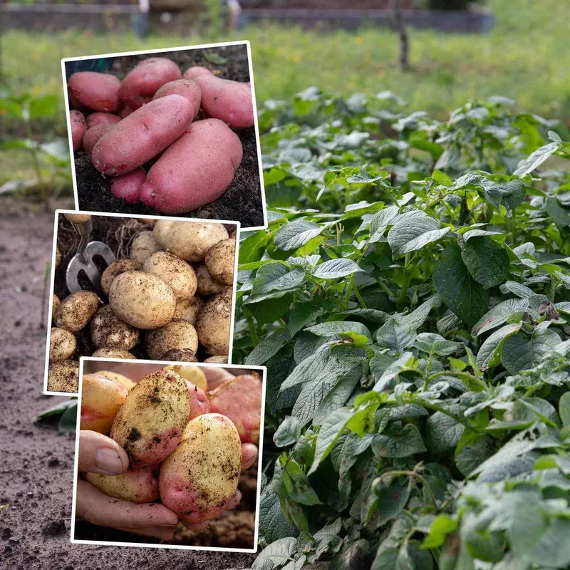 Marshalls Garden Seed Potato Collection Disease-resistant Maincrop