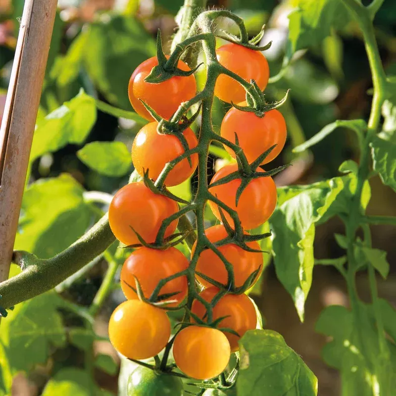 Marshalls Garden Sungold F1 Cordon Tomato Seeds