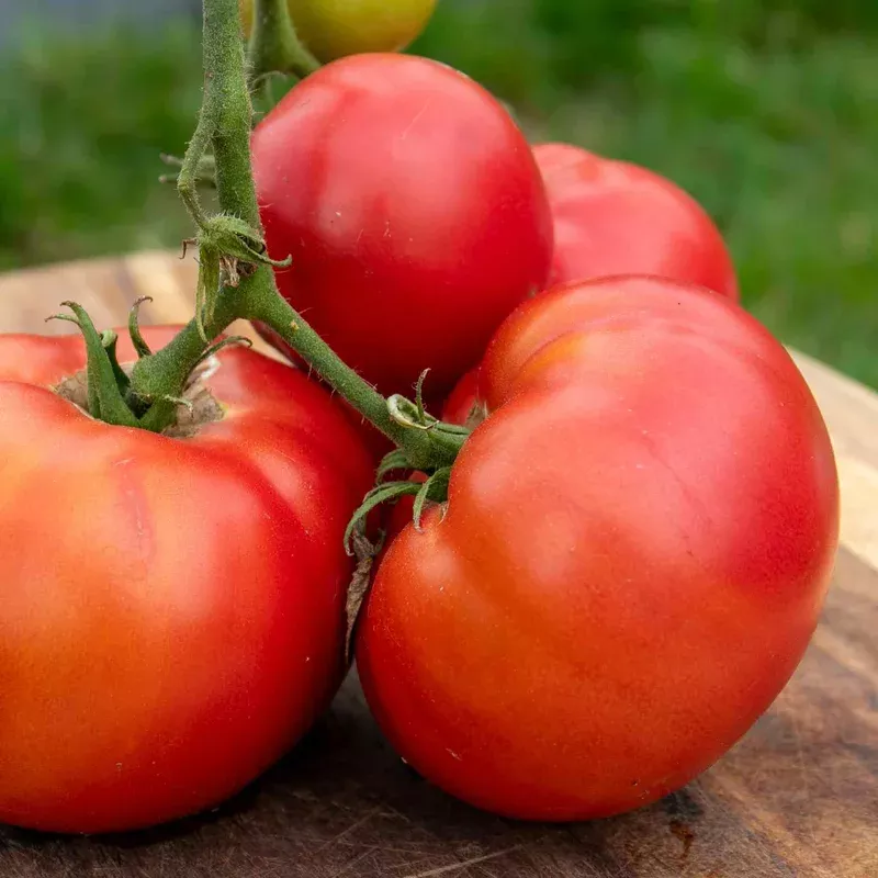 Marshalls Garden Supersteak Tomato Seeds