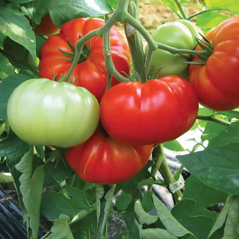 Marshalls Garden Tomato ‘buffalo Steak’ Seeds