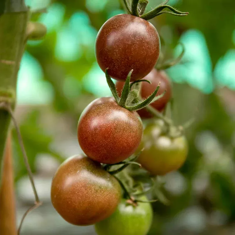 Marshalls Garden Tomato Chocolate Cherry Seeds