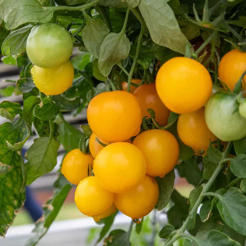 Marshalls Garden Tumbling Tom Yellow Tomato Seeds