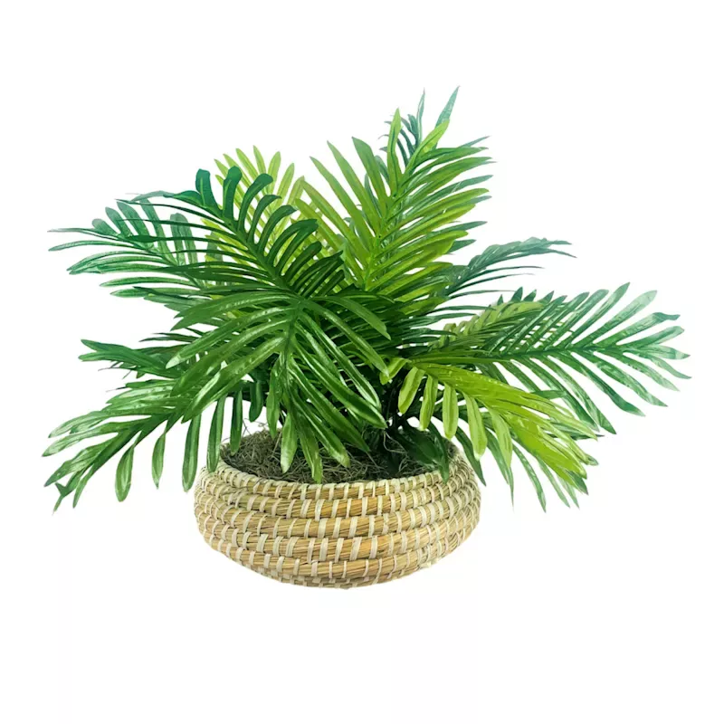 Palm in Low Round Basket, 17"