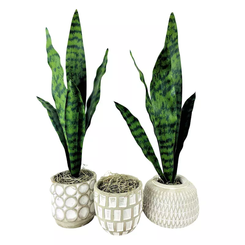 Snake Plant in Cement Pot, 21", Assorted Styles