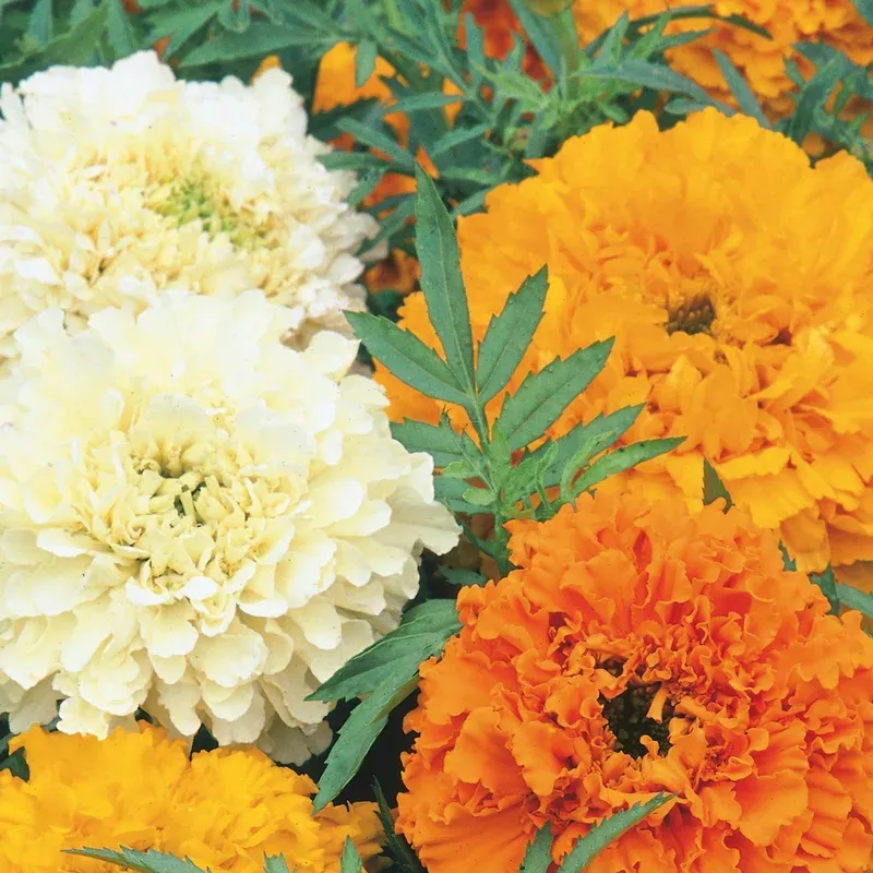 Unwins African Marigold Cream Cracker Compact Double Blooms 45cm Seeds
