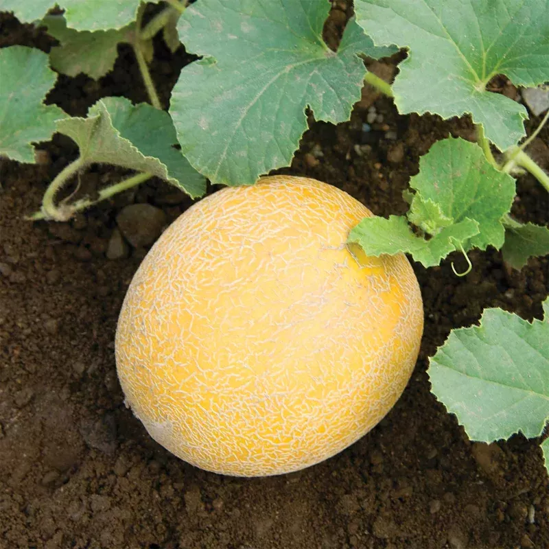 Unwins Arava F1 Melon (galia Type) Seeds