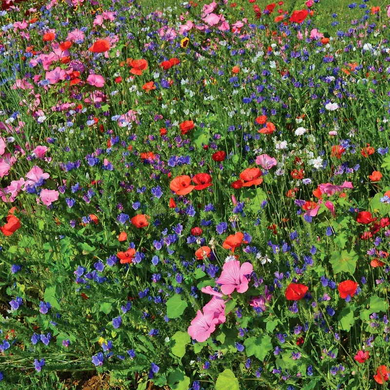 Unwins Bee And Butterfly Seed Mix Pollinator-friendly