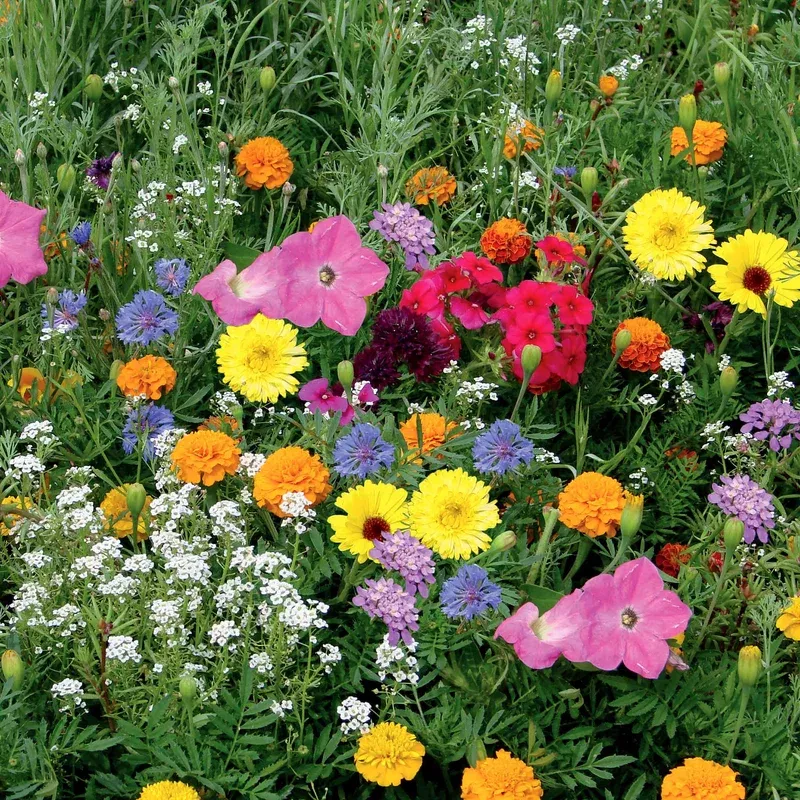 Unwins Container Mix Annual Flower Dwarf Seeds