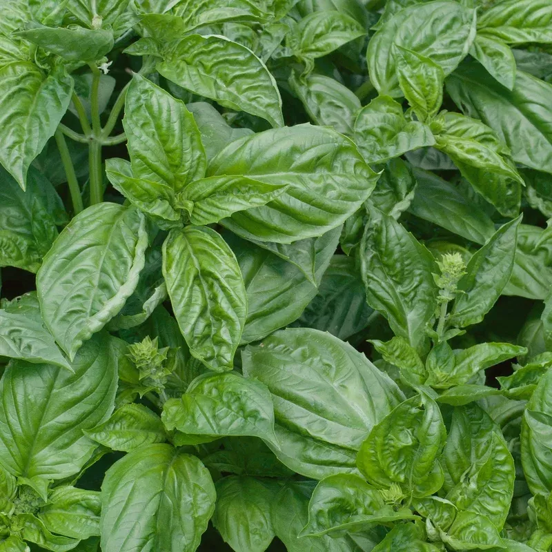 Unwins Italian Basil Ocimum Basilicum Seeds