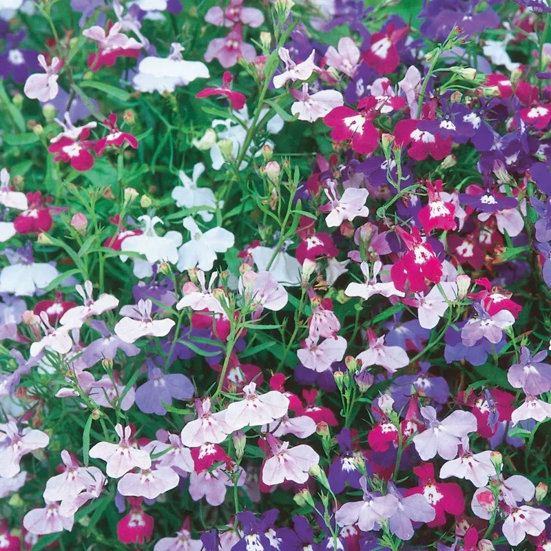 Unwins Lobelia Long Flowering Mix Seeds