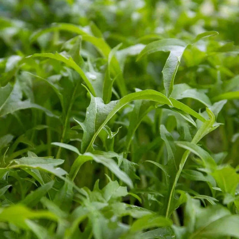 Unwins Spicy Salad Collection Seeds