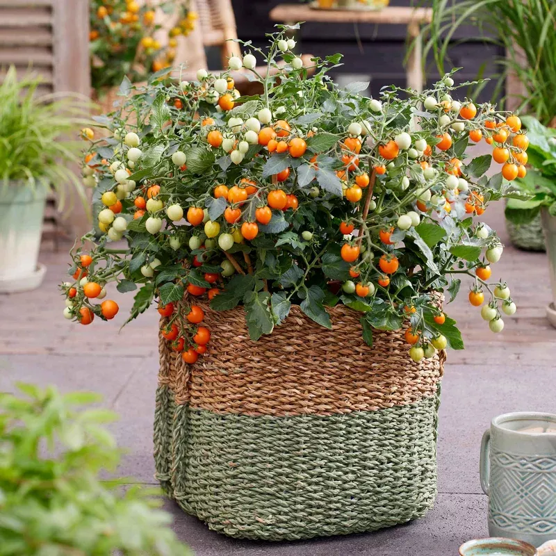 Unwins Tiny Temptations Cherry Tomato Seeds