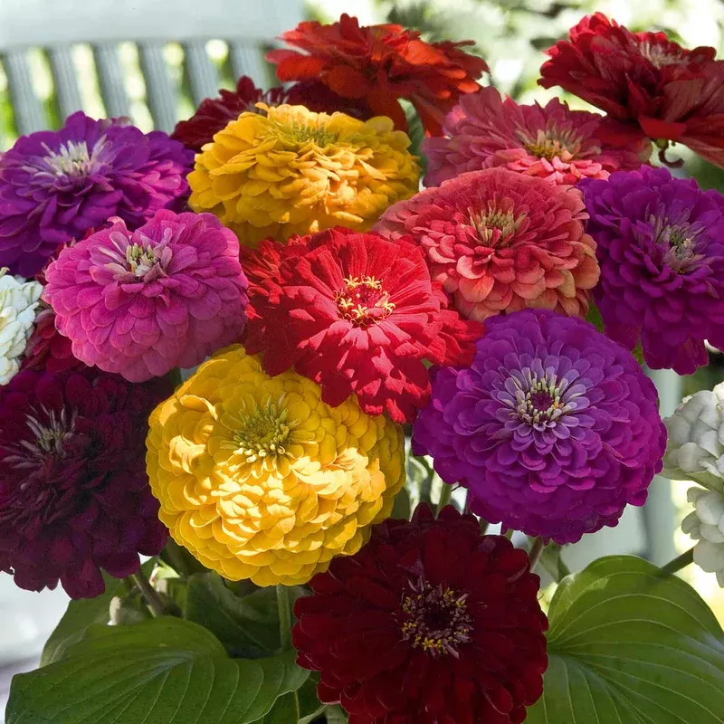 Unwins Zinnia Seeds Benary’s Giant