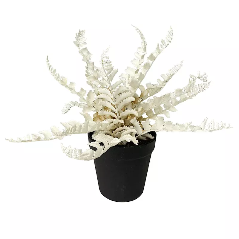 White Fern in Black Pot, 13"